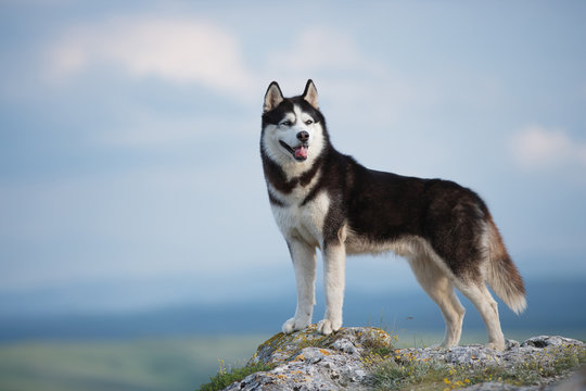 Pet Image 1