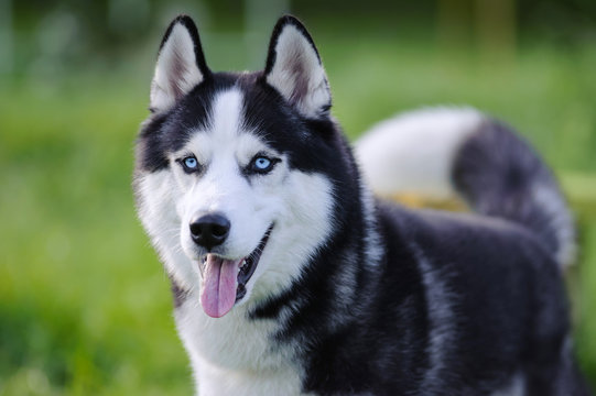 Pet Image 2