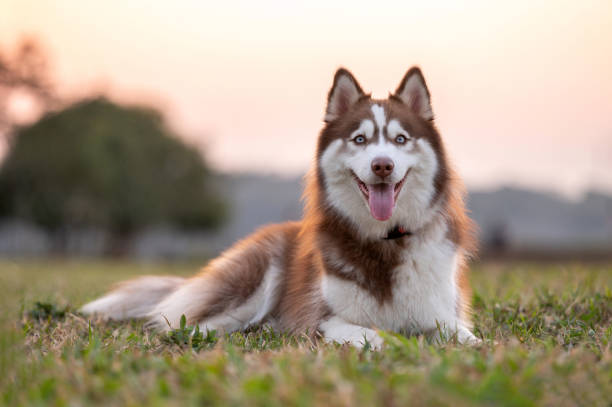 Pet Image 3