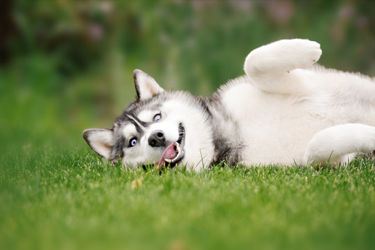 Pet Image 4