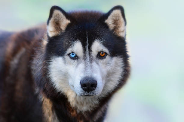 Pet Image 5