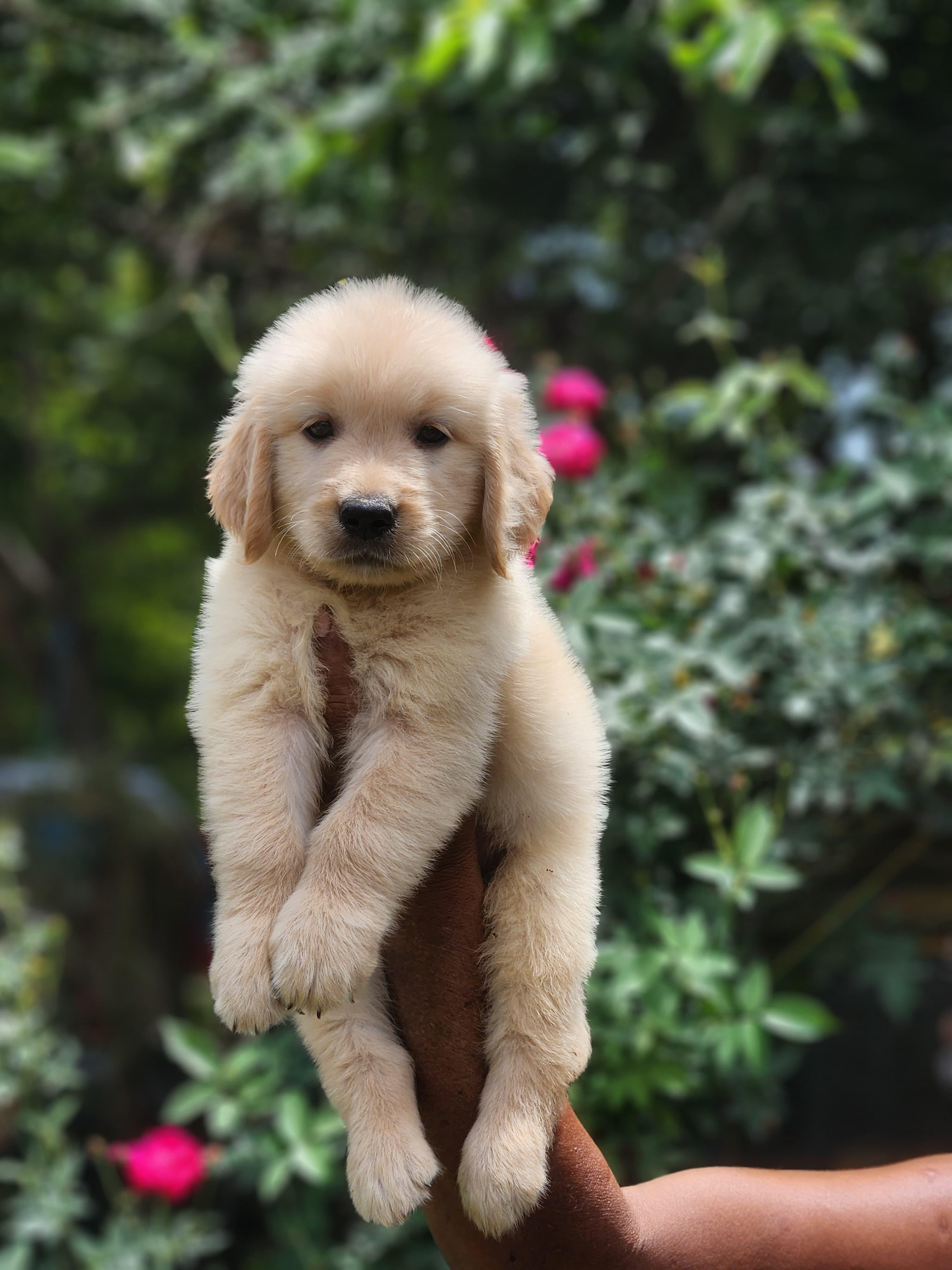 Pet photo
