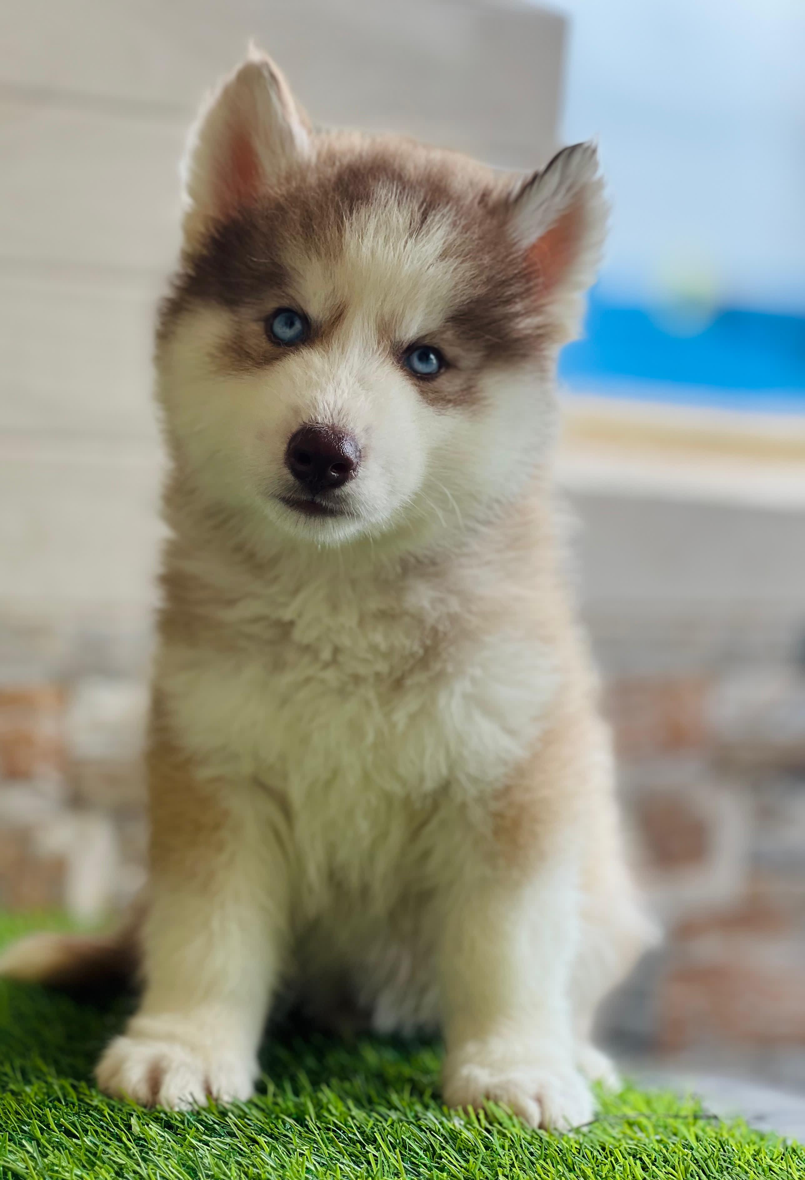 Pet photo