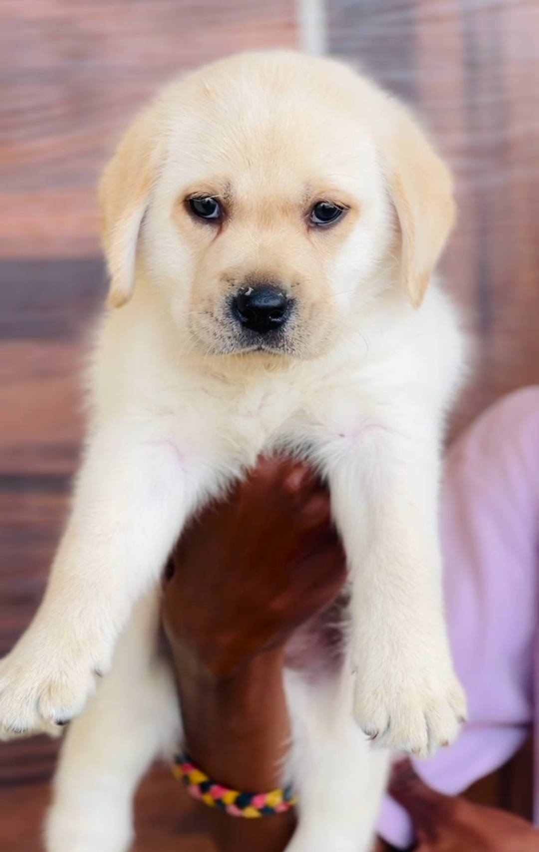 Pet photo