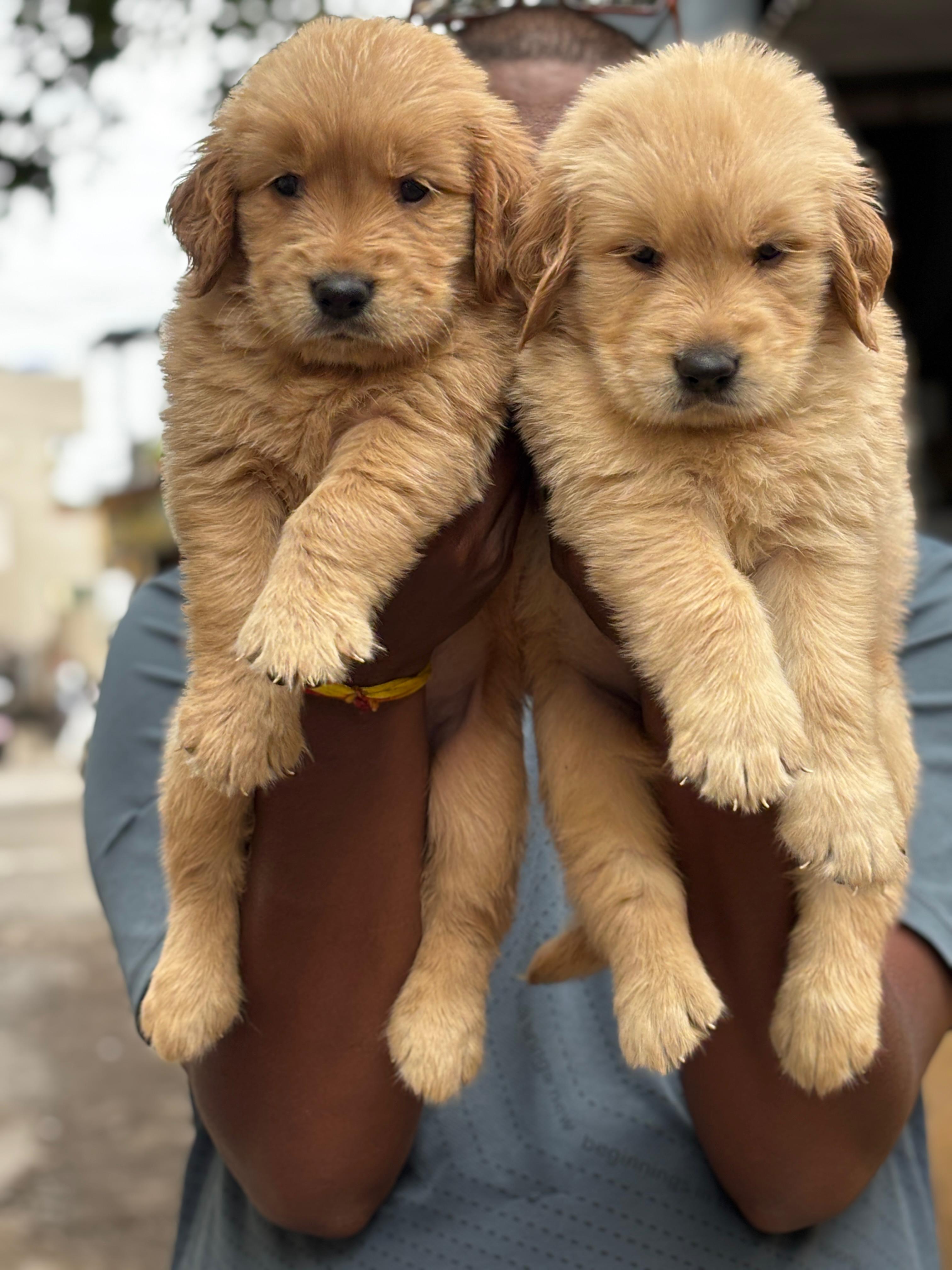 Pet photo