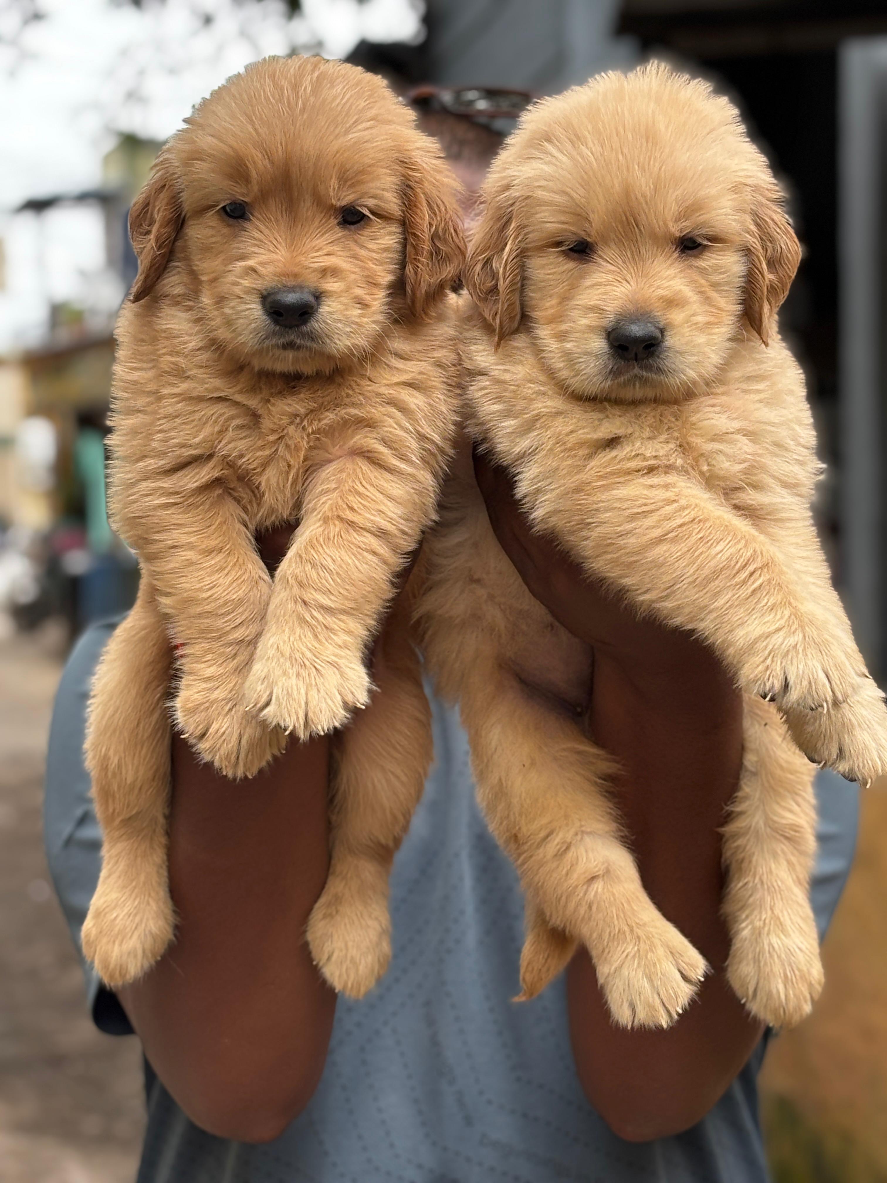Pet photo