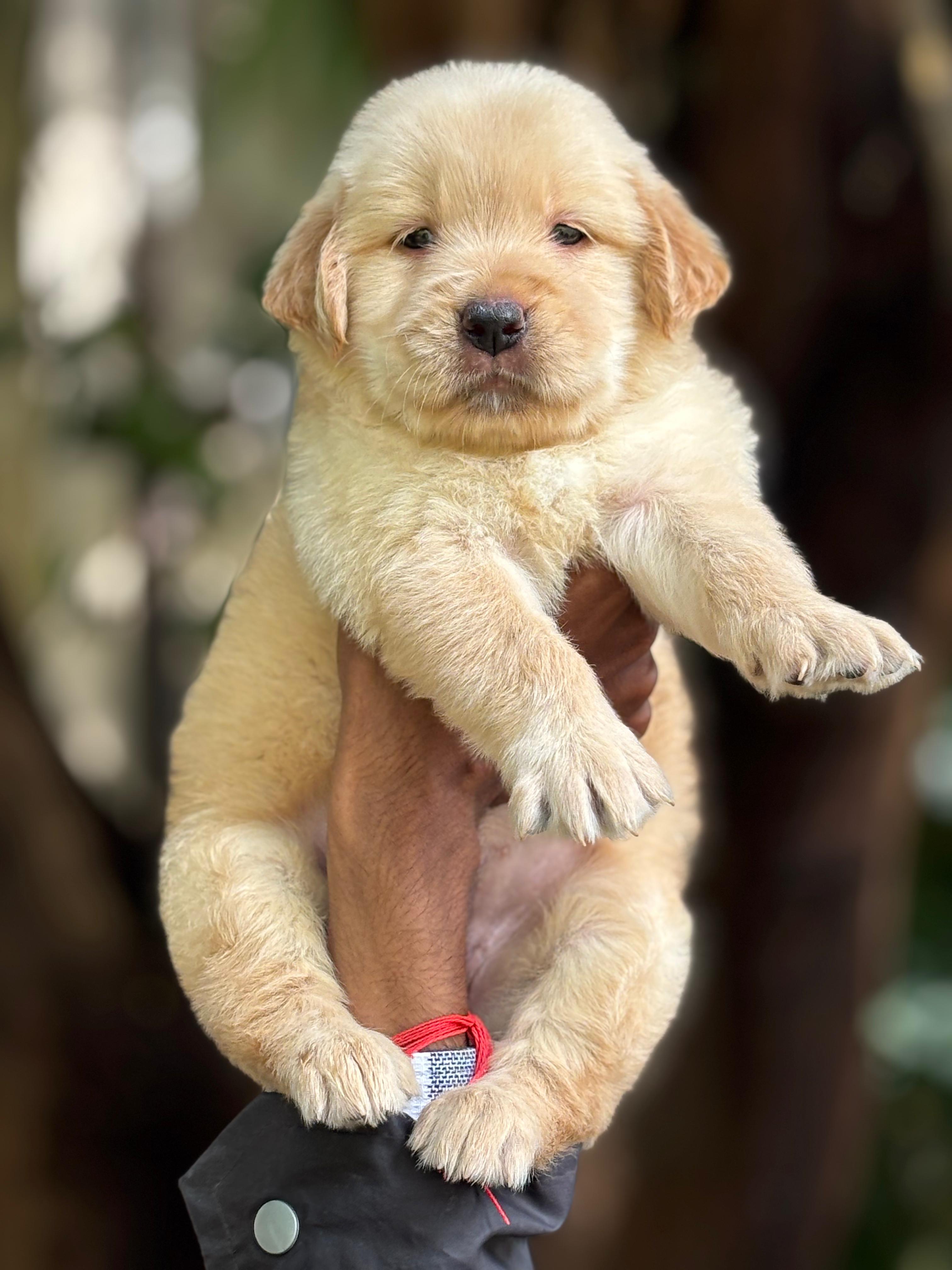 Pet photo