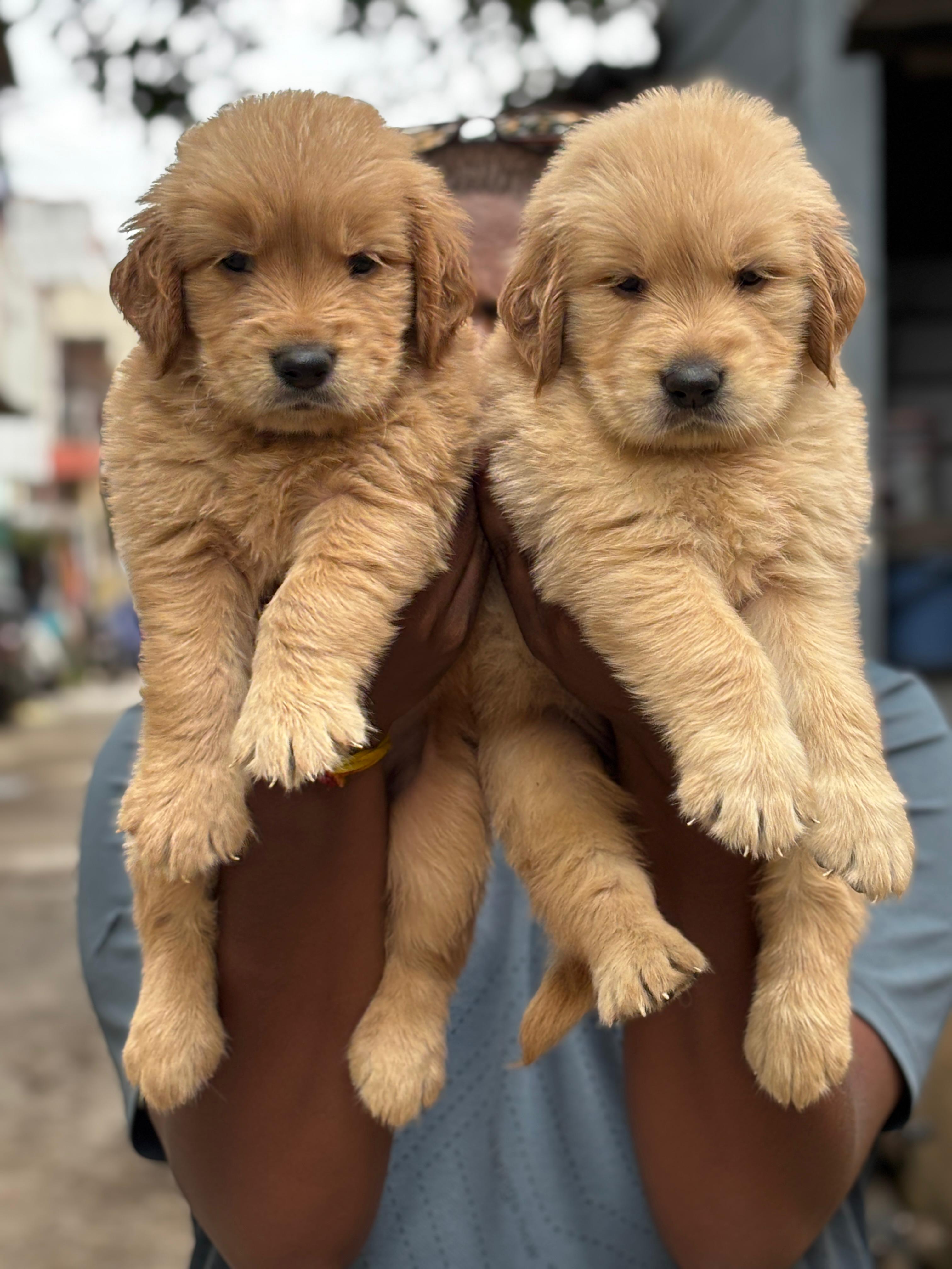 Pet photo