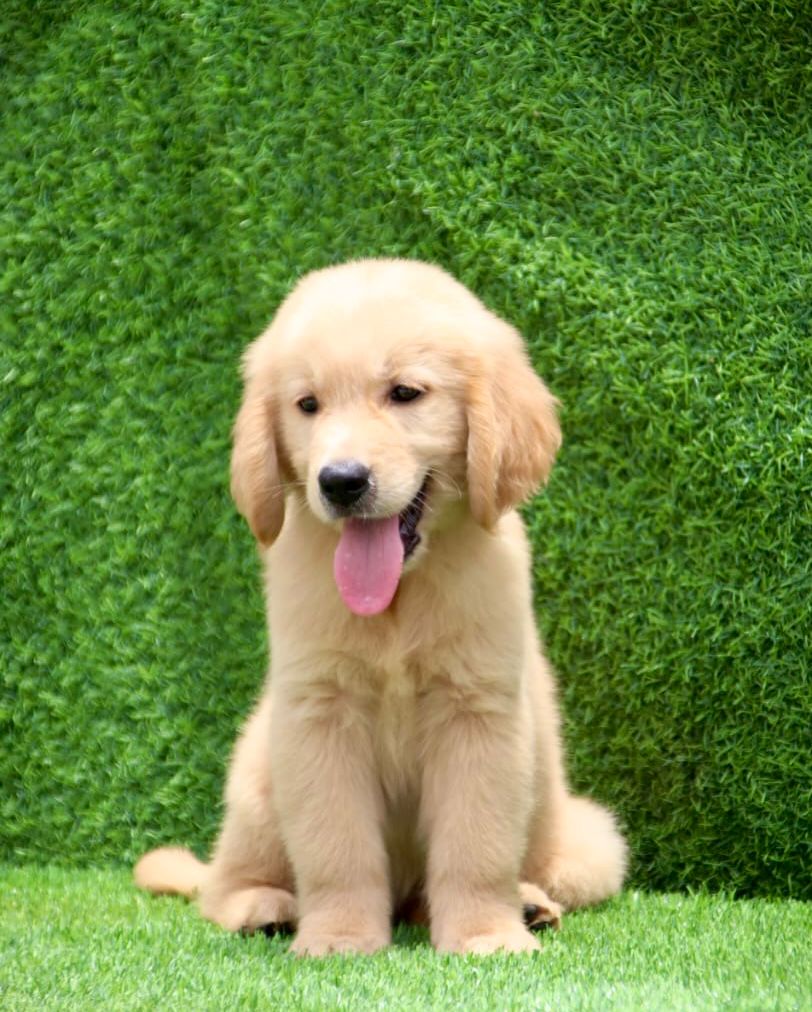 Pet photo