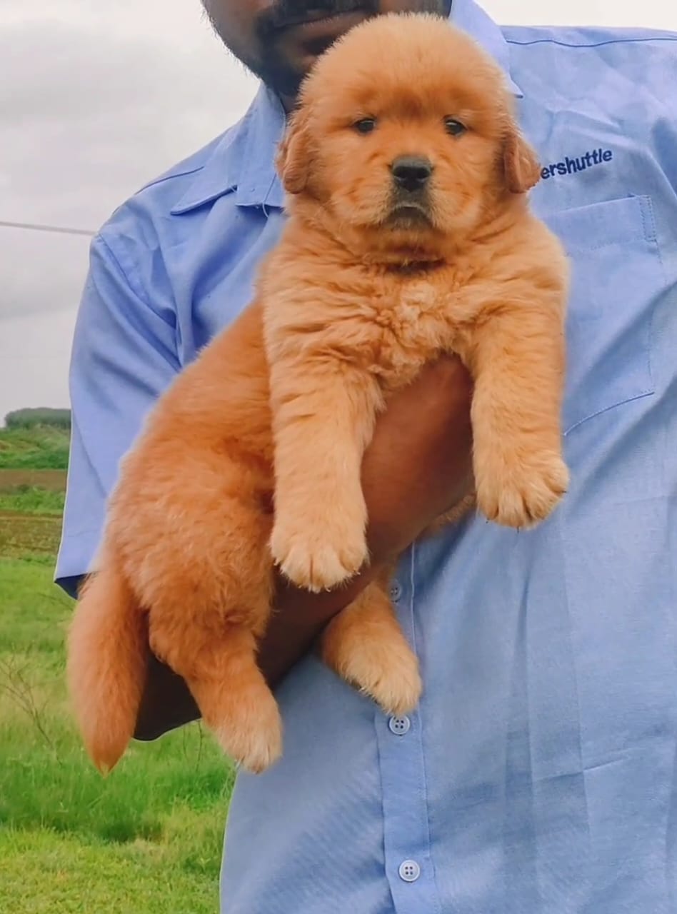 Pet photo