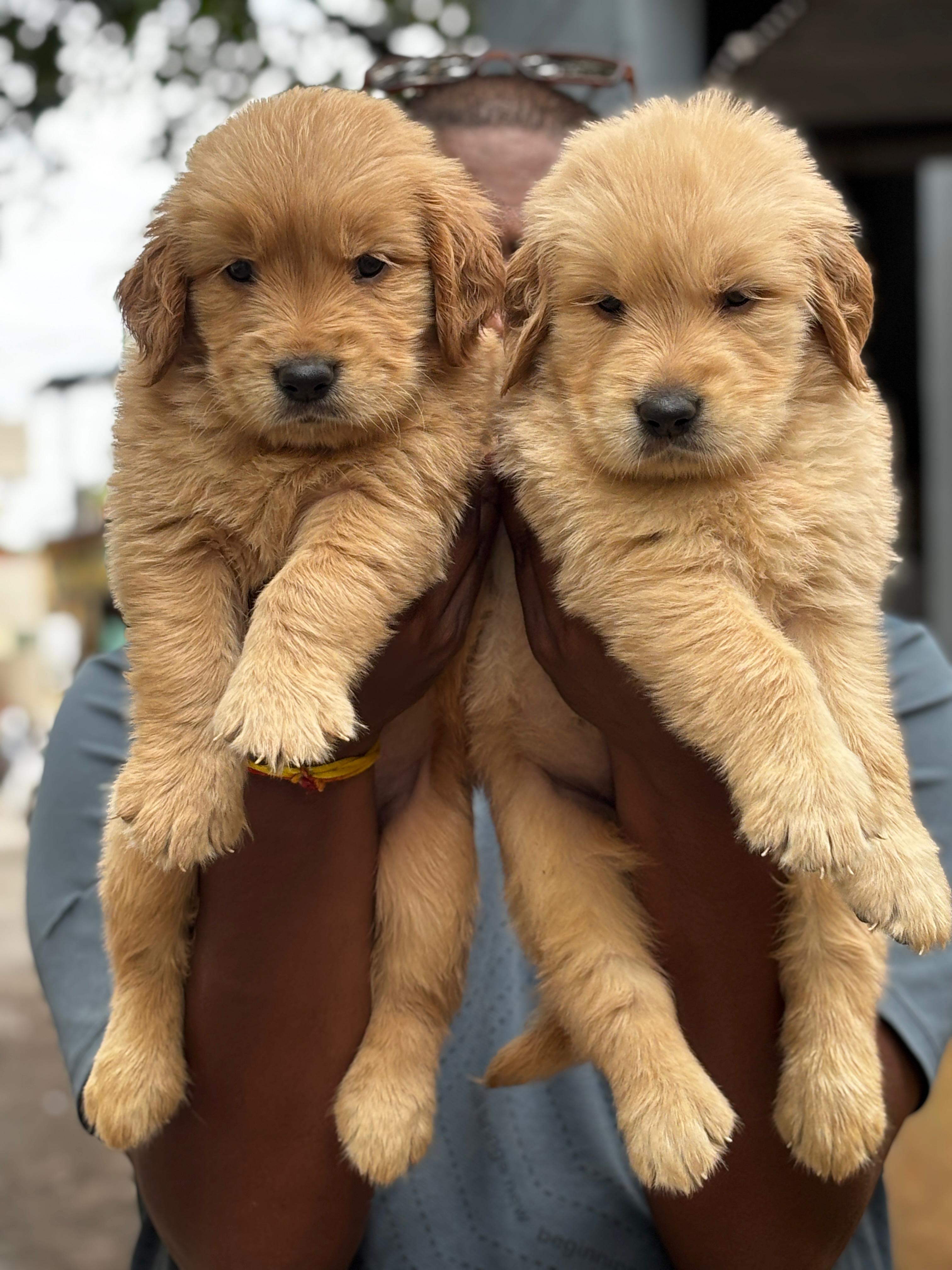 Pet photo