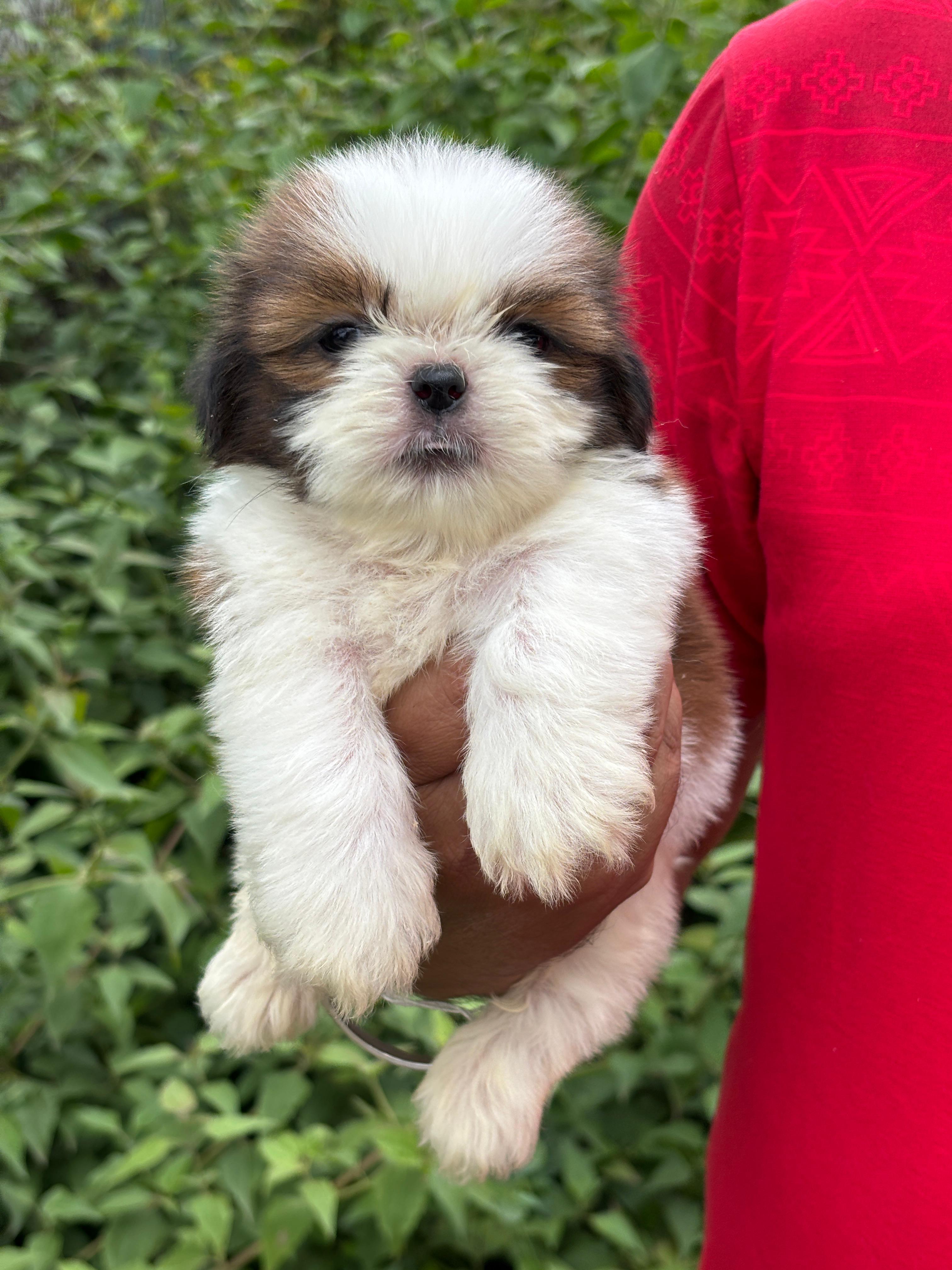 Pet photo