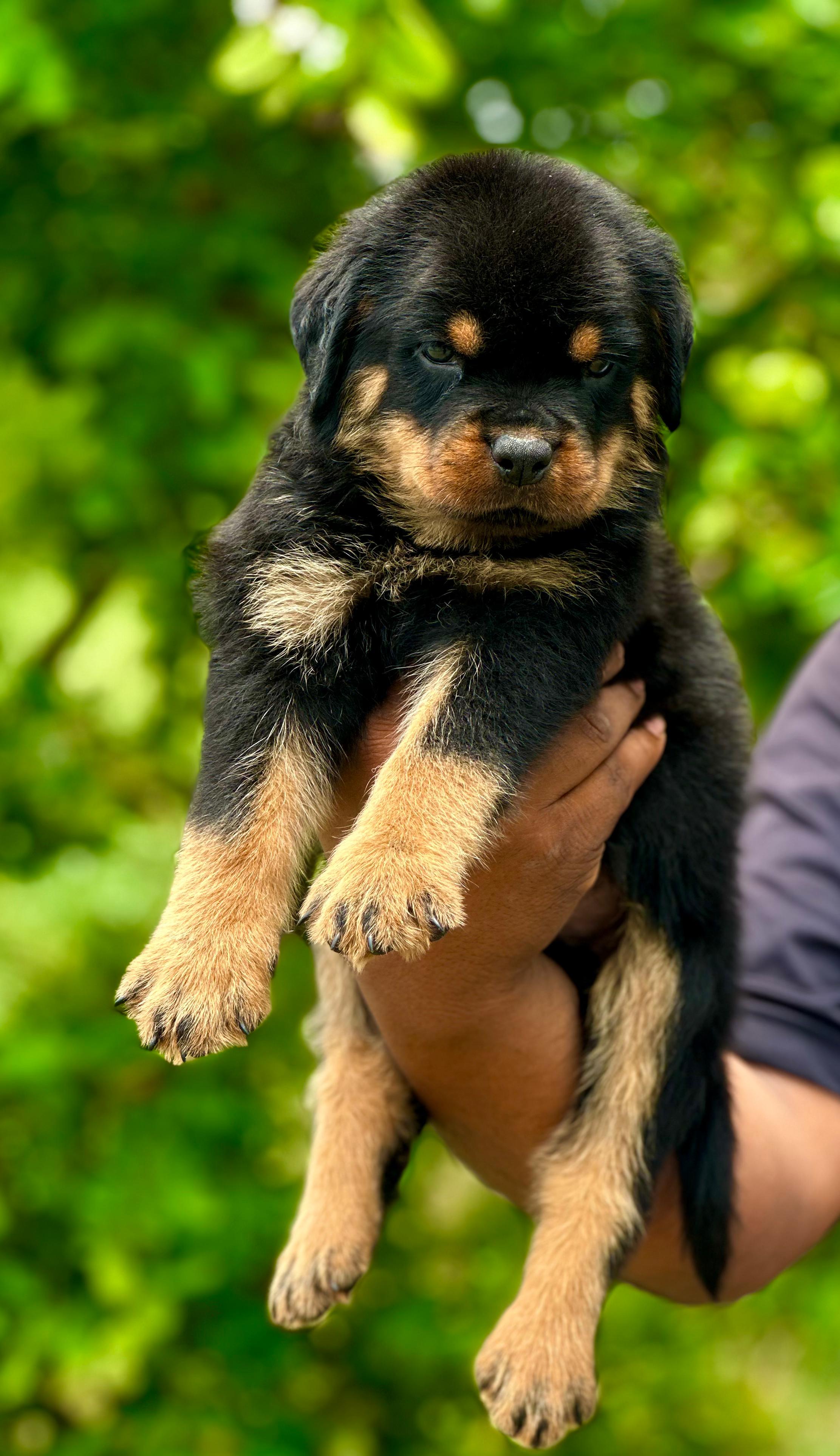 Pet photo