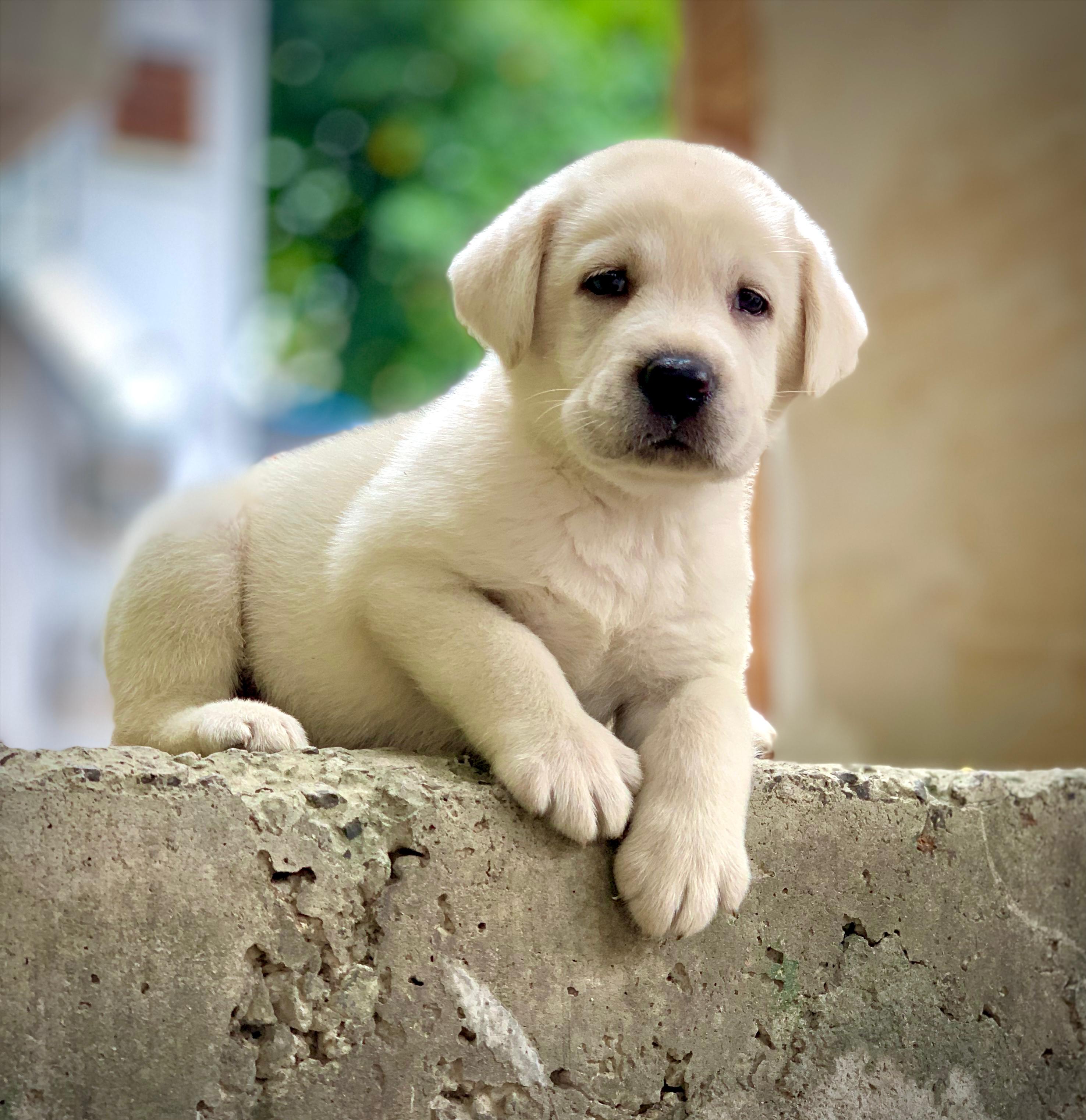 Pet photo