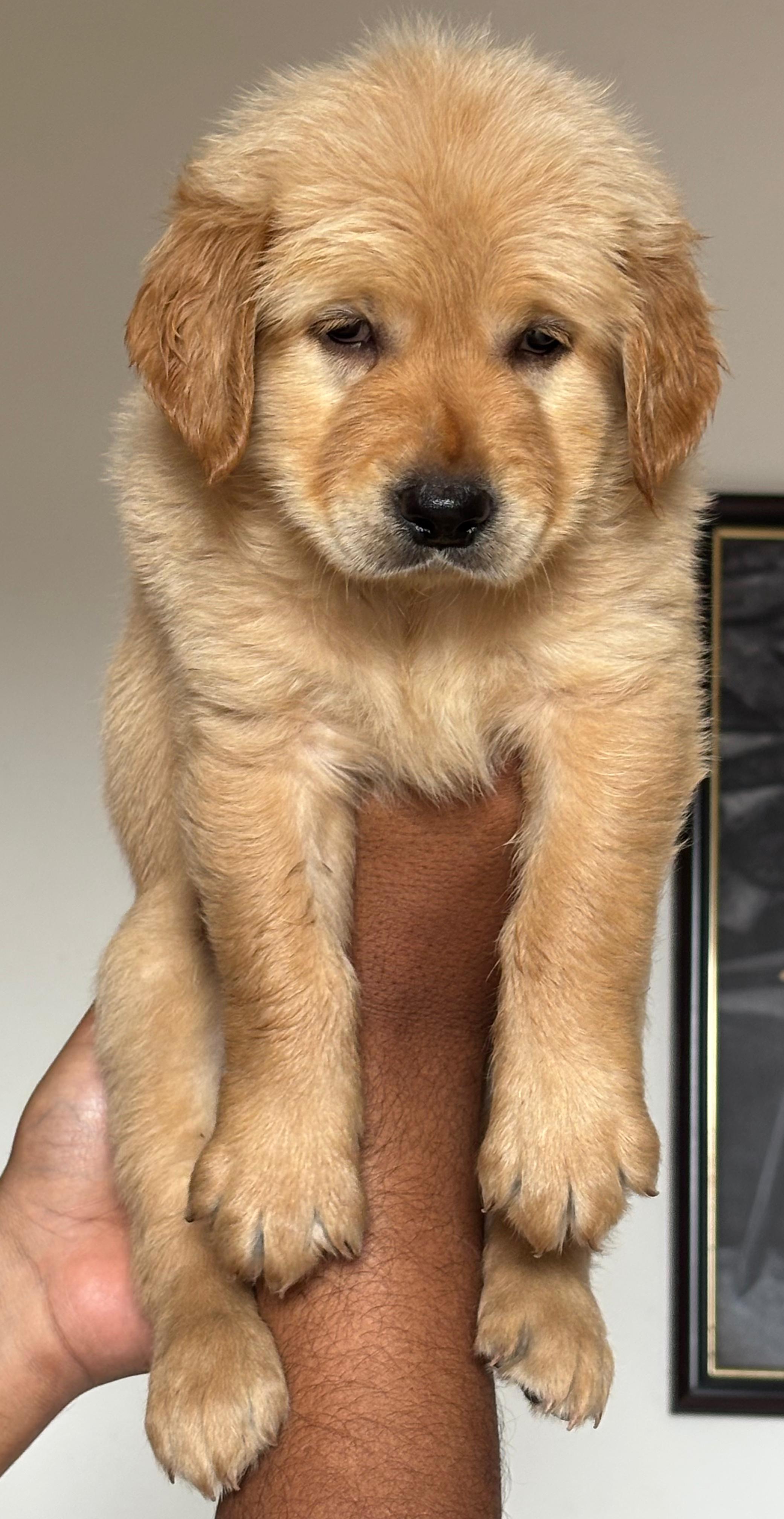 Simba